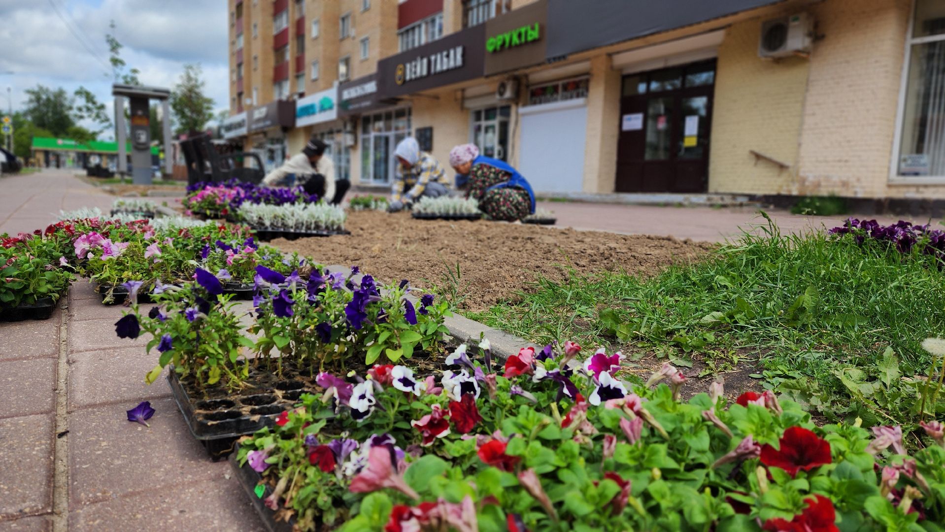 солнечногорск, благоустройство, улица дзержинского, бастилия, цветы,