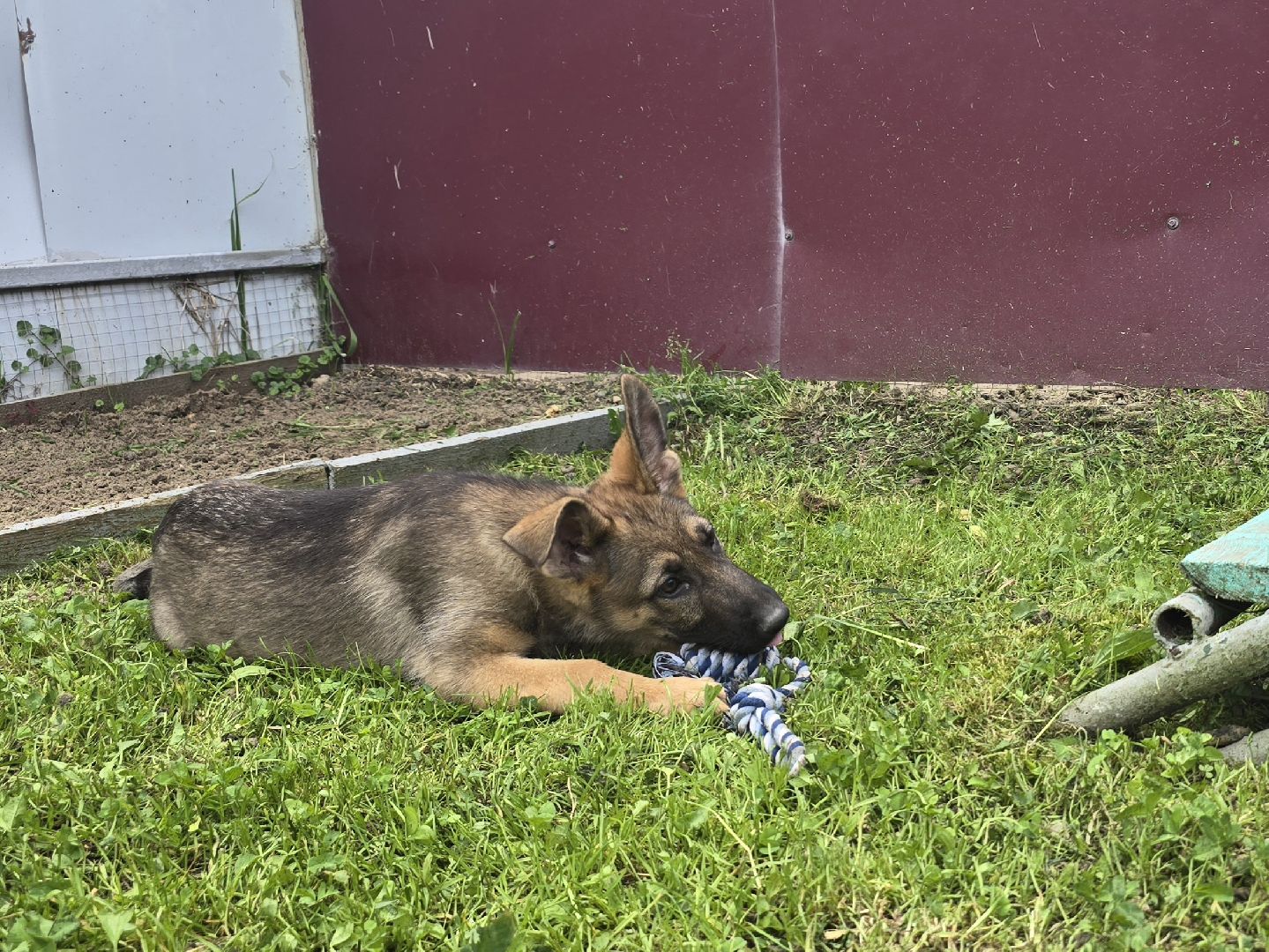 Коломна , питомник служебного собаководства, служебная собака,