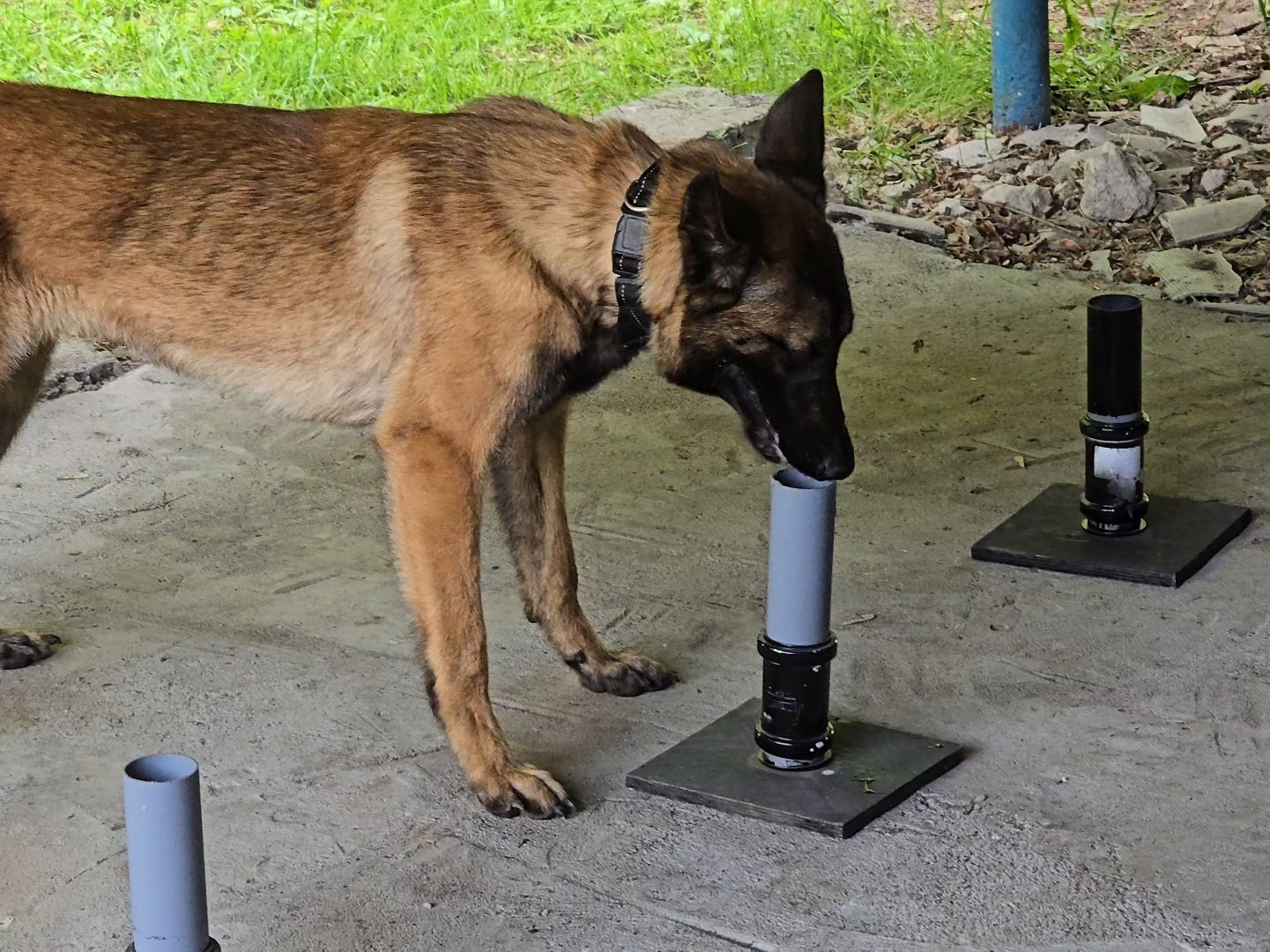 Коломна , питомник служебного собаководства, служебная собака,