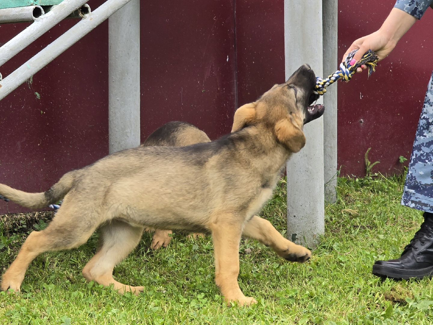 Коломна , питомник служебного собаководства, служебная собака,