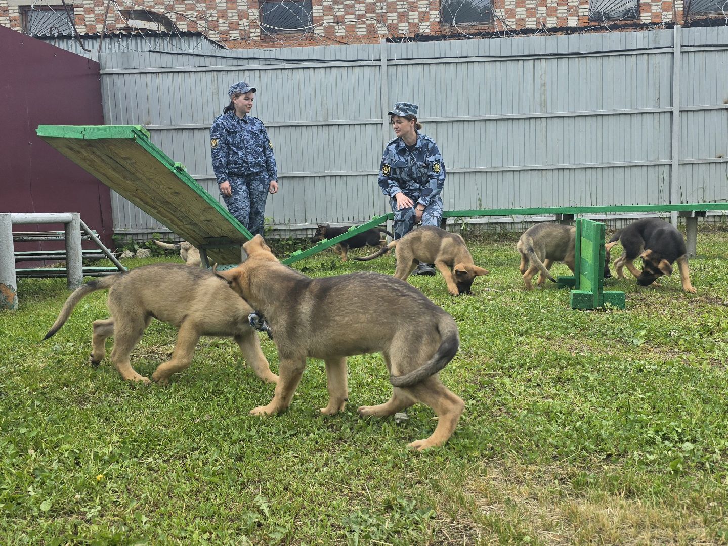 Коломна , питомник служебного собаководства, служебная собака,