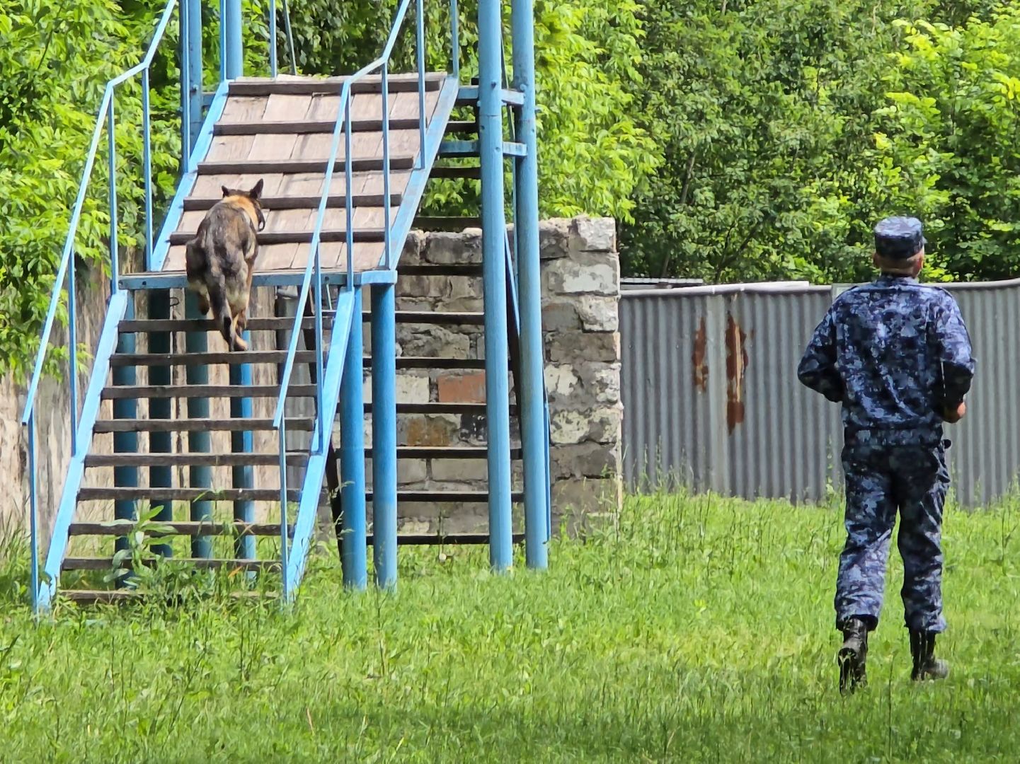 Коломна , питомник служебного собаководства, служебная собака,