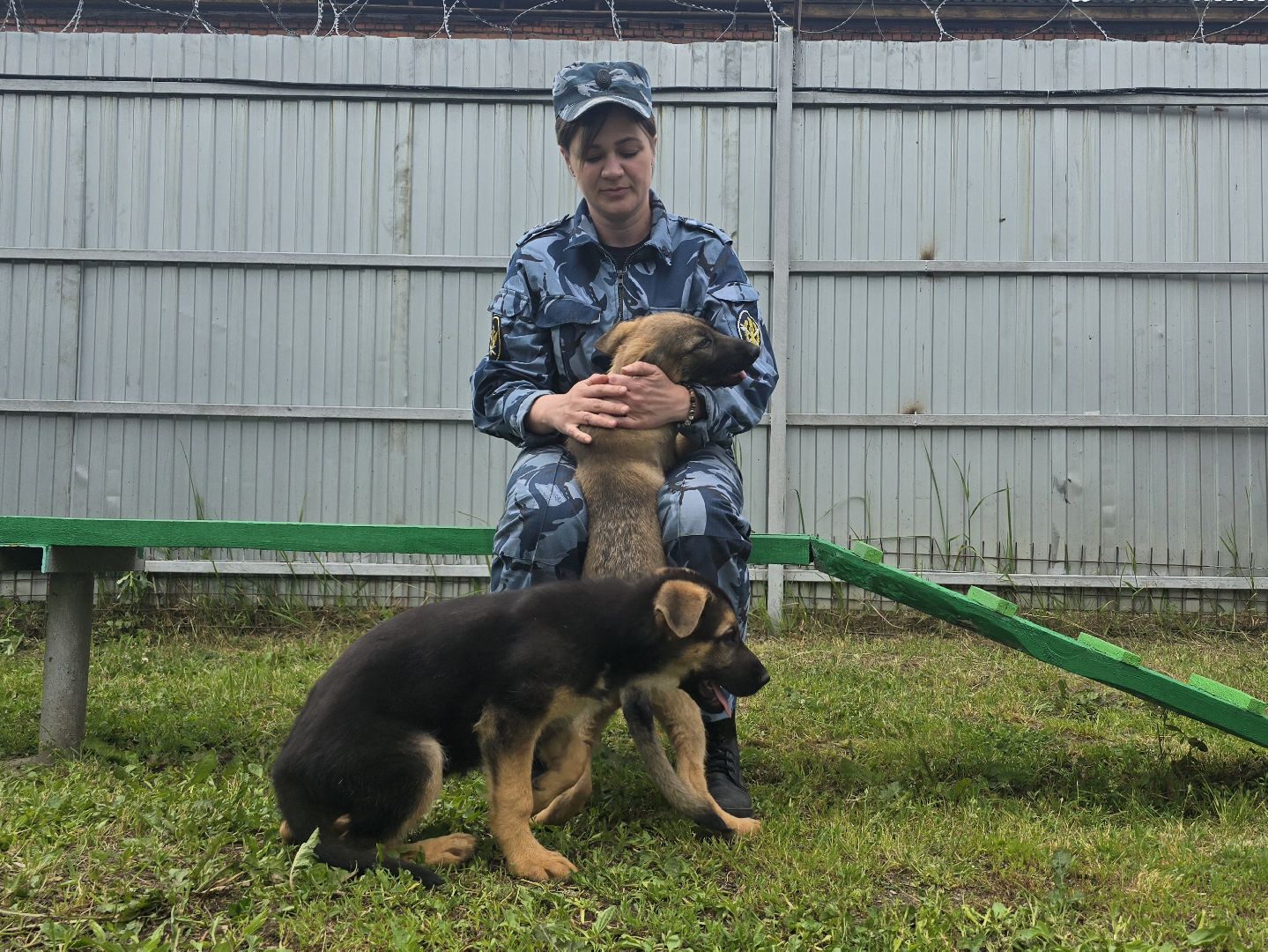Коломна , питомник служебного собаководства, служебная собака,