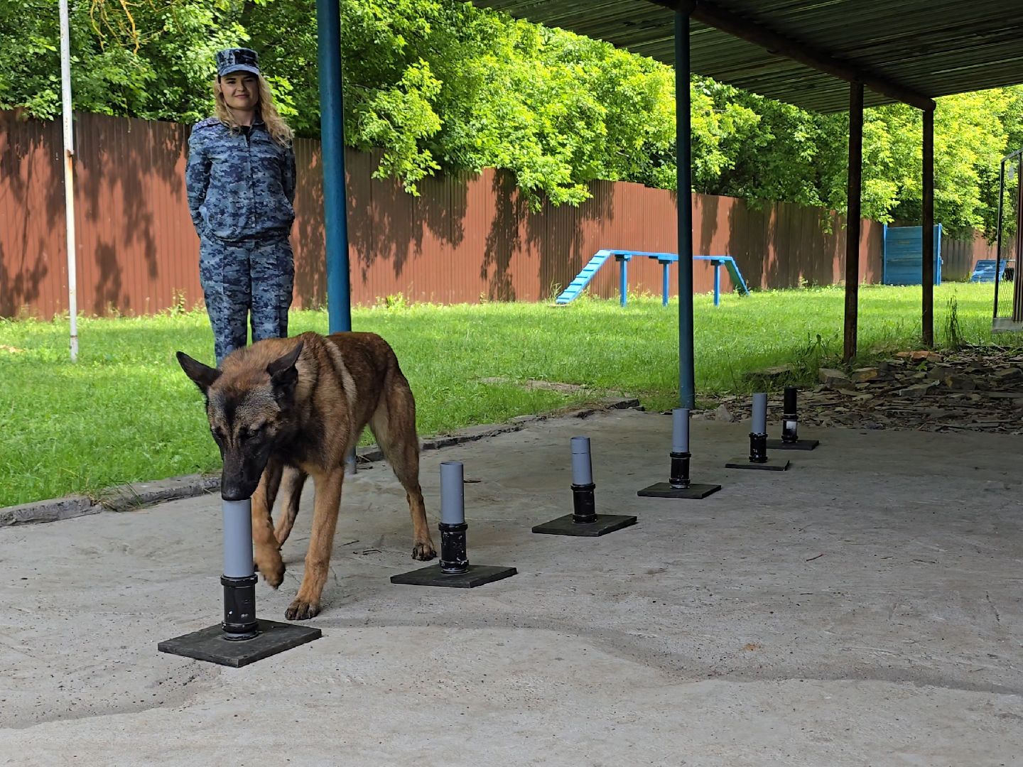 Коломна , питомник служебного собаководства, служебная собака,