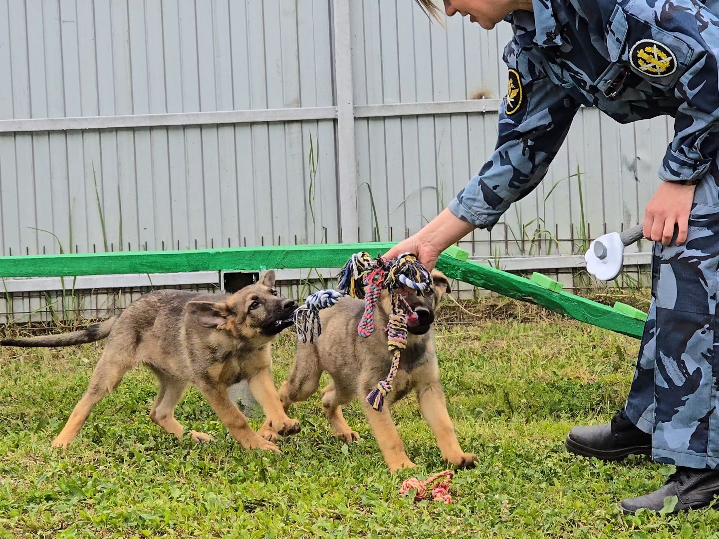 Коломна, питомник служебного собаководства , служебная собака, овчарка,