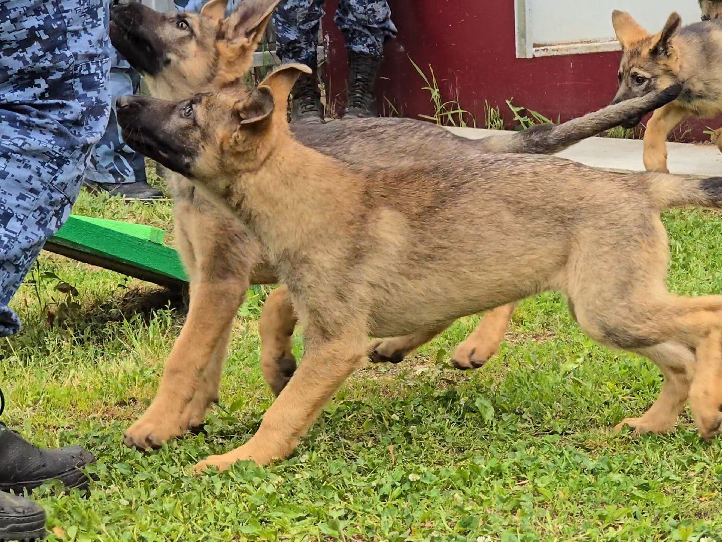 Коломна, питомник служебного собаководства , служебная собака, овчарка,