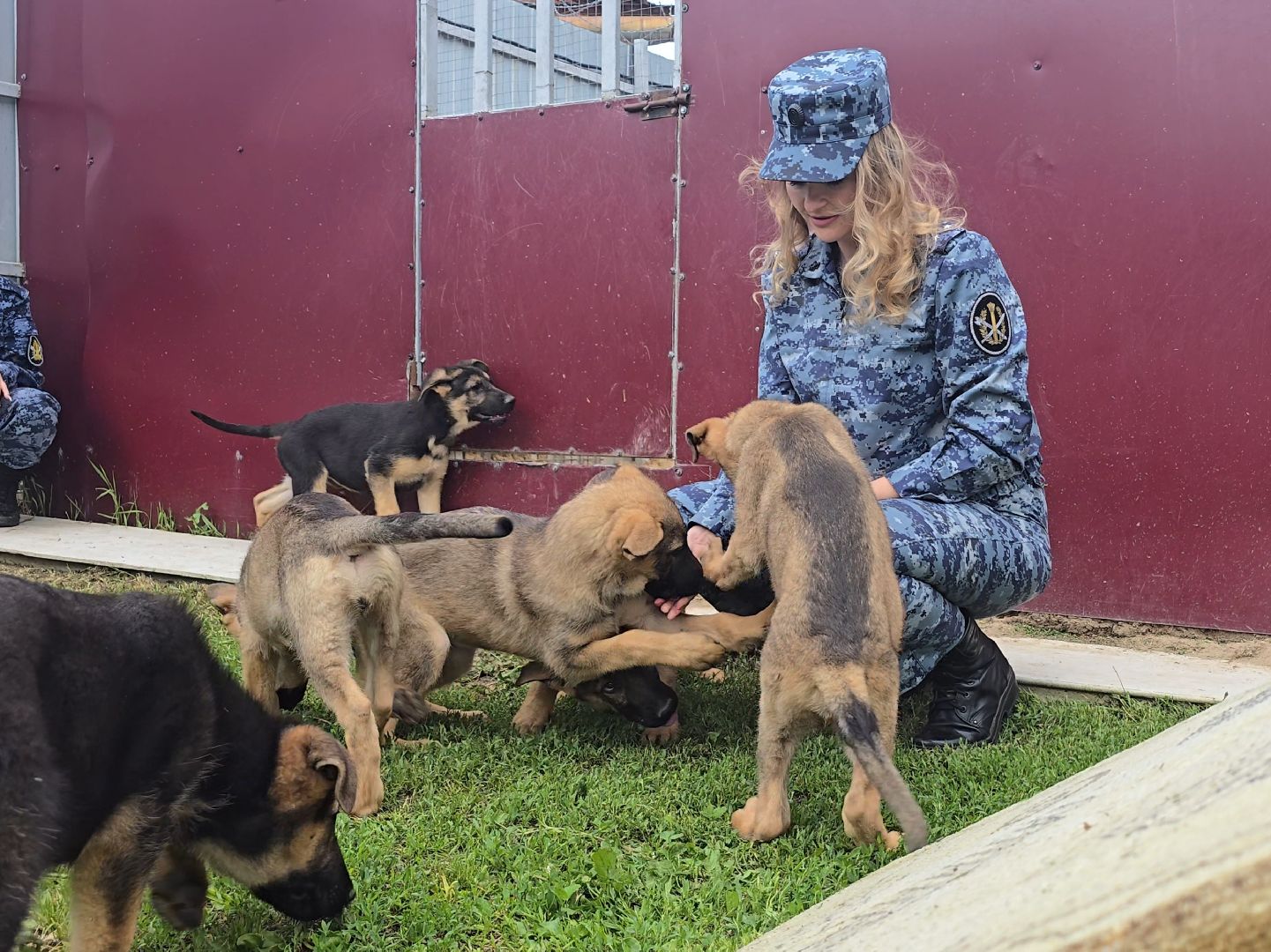 Коломна, питомник служебного собаководства , служебная собака, овчарка,