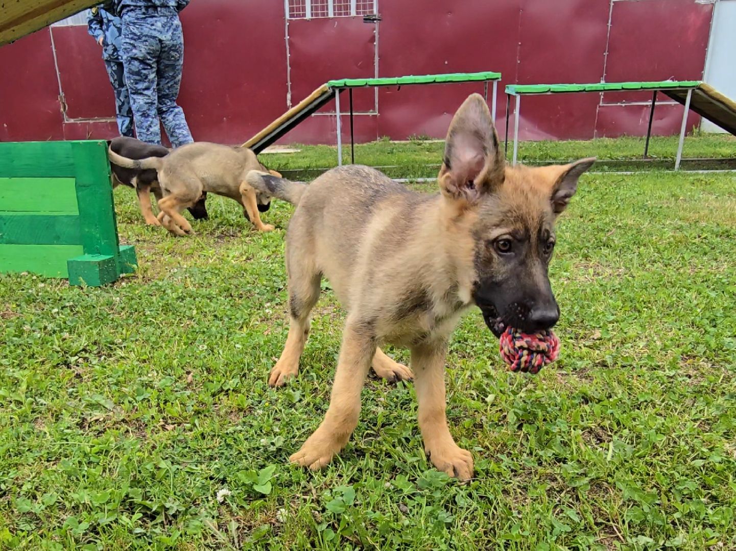 Коломна, питомник служебного собаководства , служебная собака, овчарка,