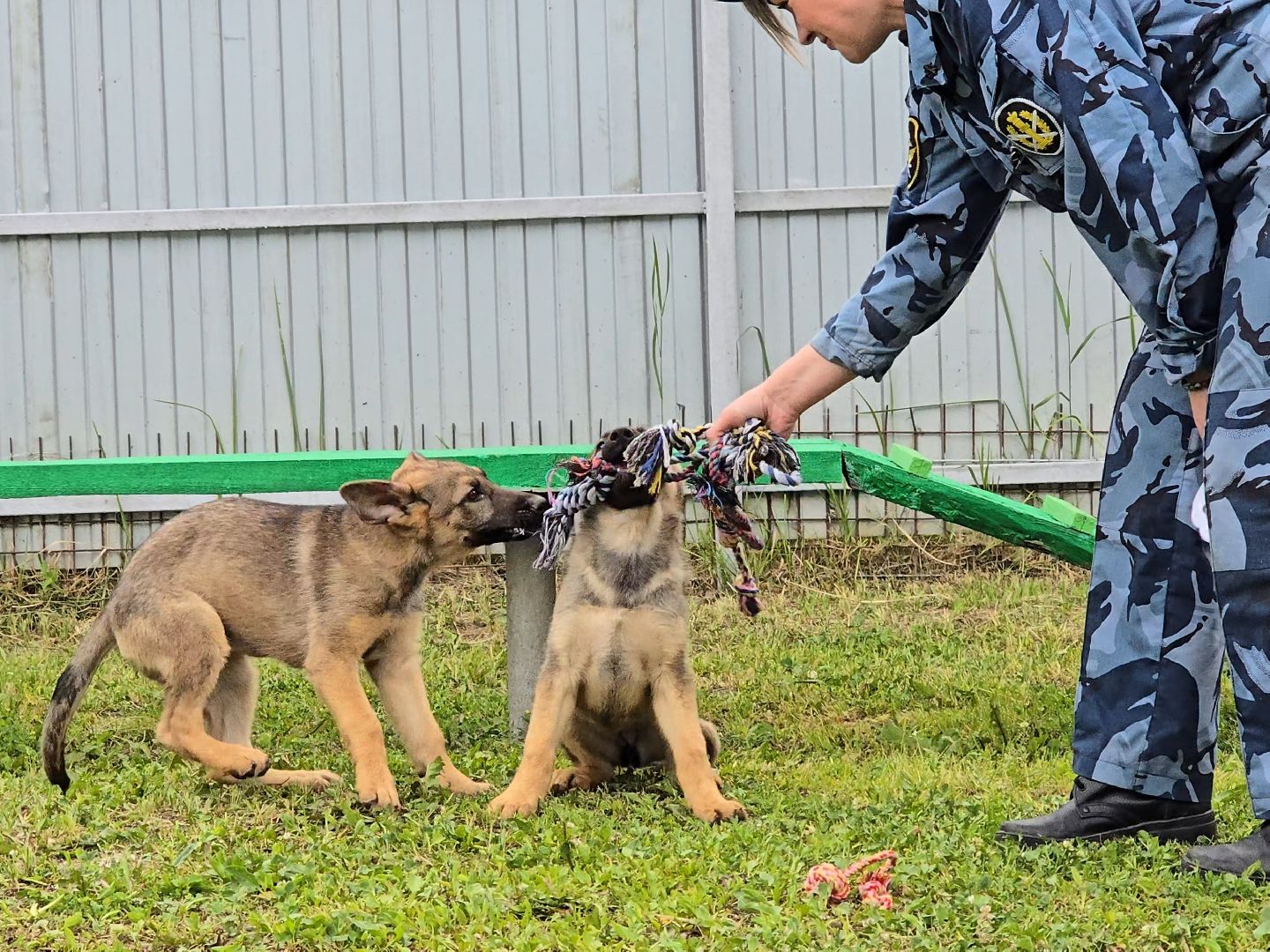 Коломна, питомник служебного собаководства , служебная собака, овчарка,
