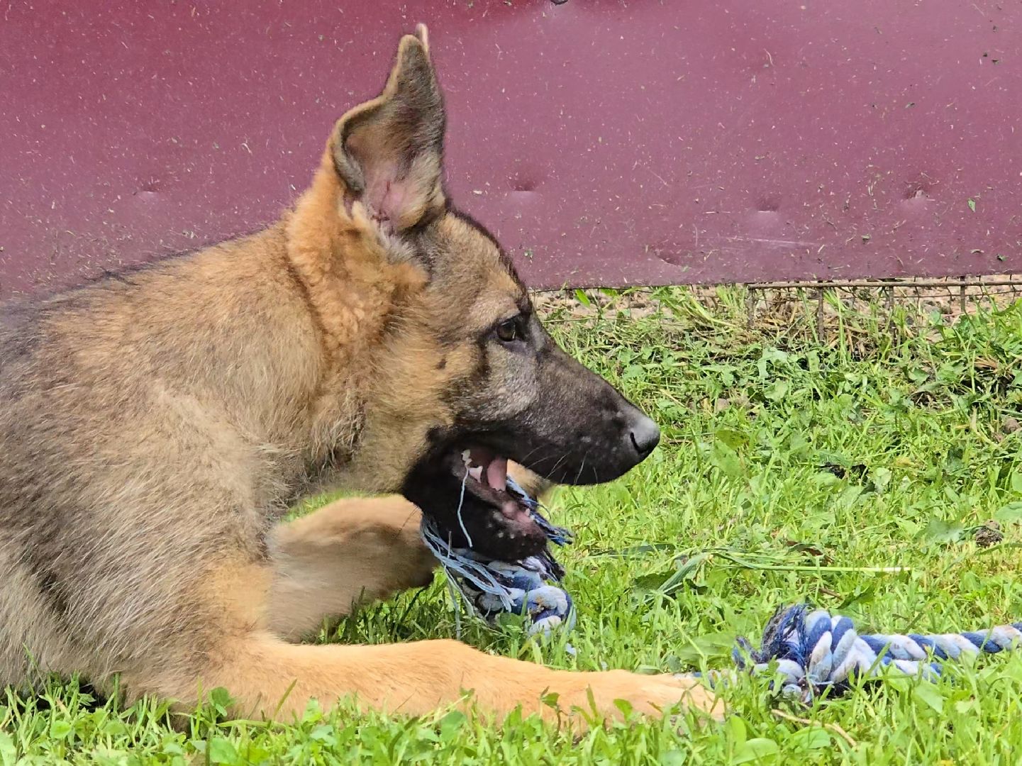 Коломна, питомник служебного собаководства , служебная собака, овчарка,