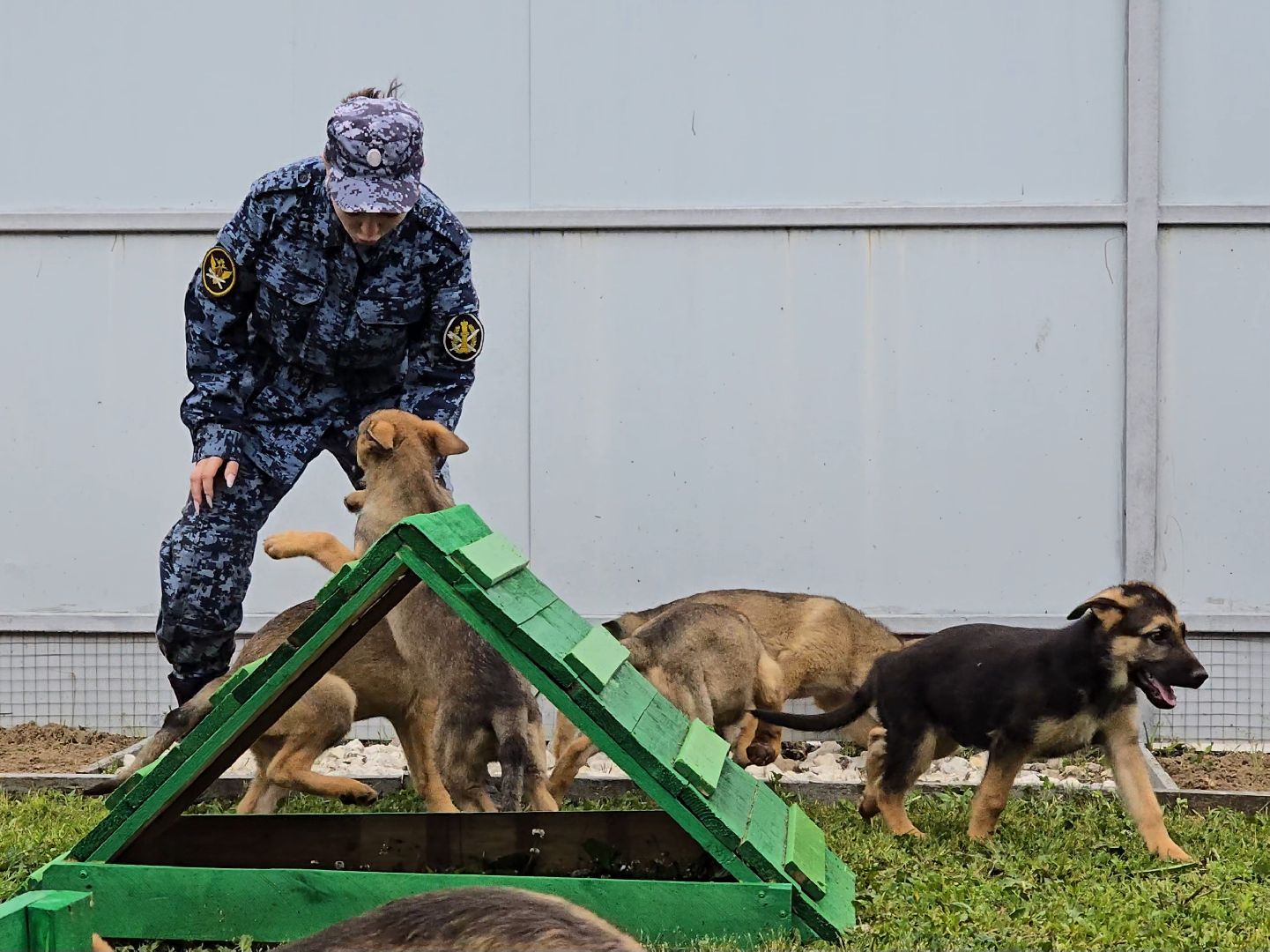 Коломна, питомник служебного собаководства , служебная собака, овчарка,