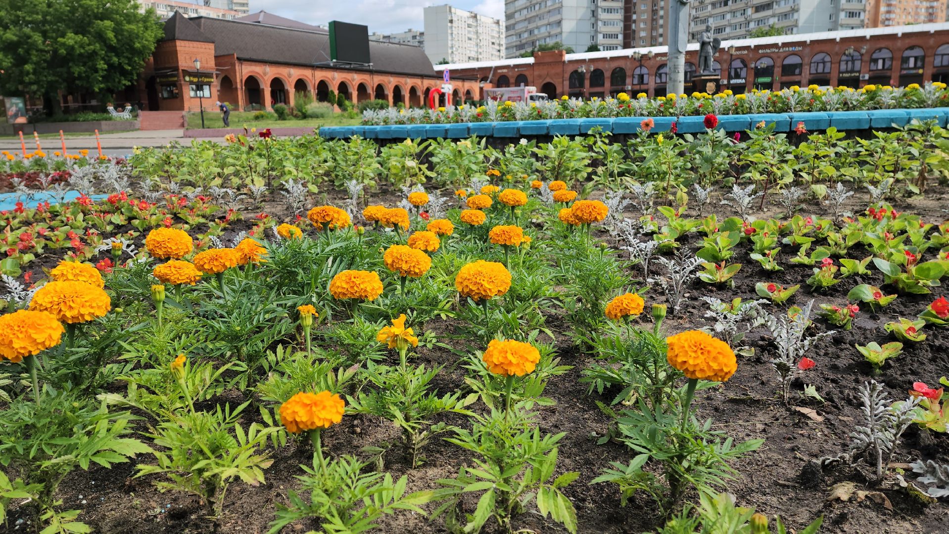 цветы,  благоуствойство,