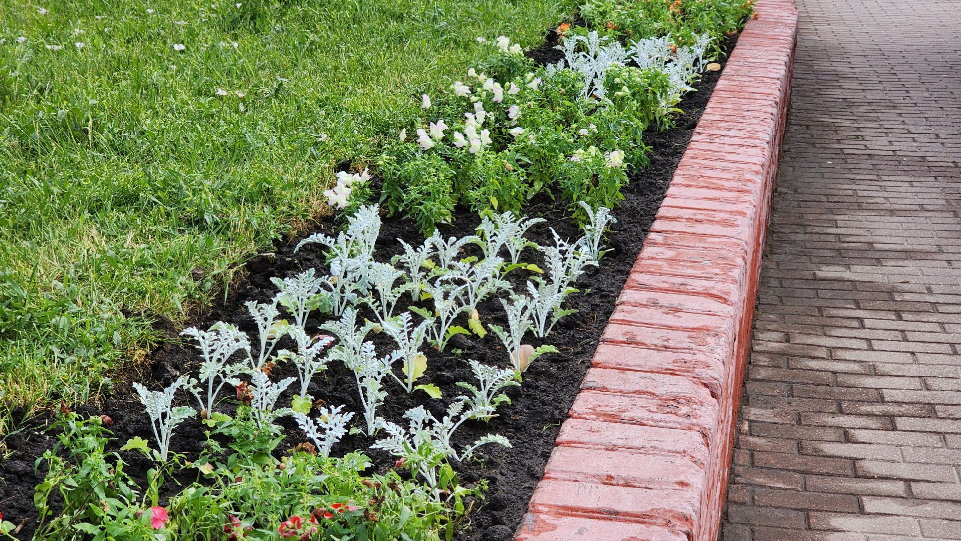 цветы,  благоуствойство,