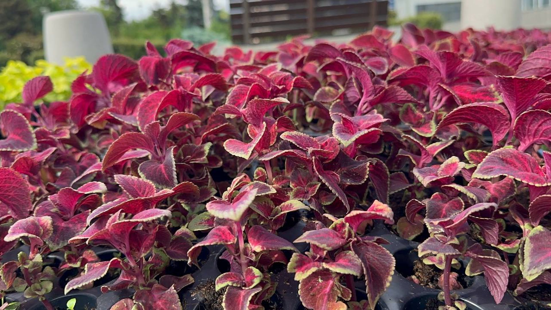 день россии, домодедово, цветы,