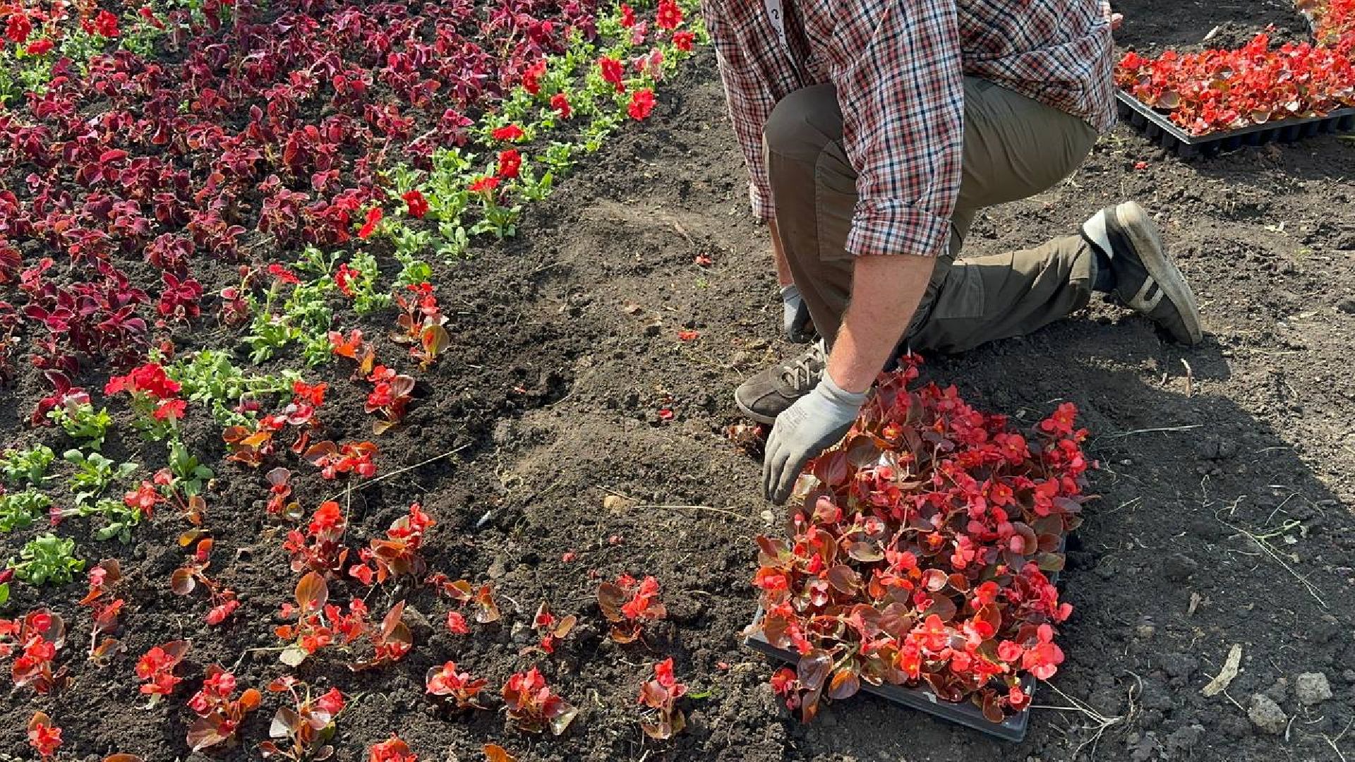 день россии, домодедово, цветы,