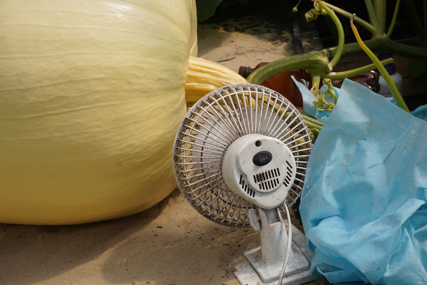 Павловский Посад , Тыква, Рекорд,