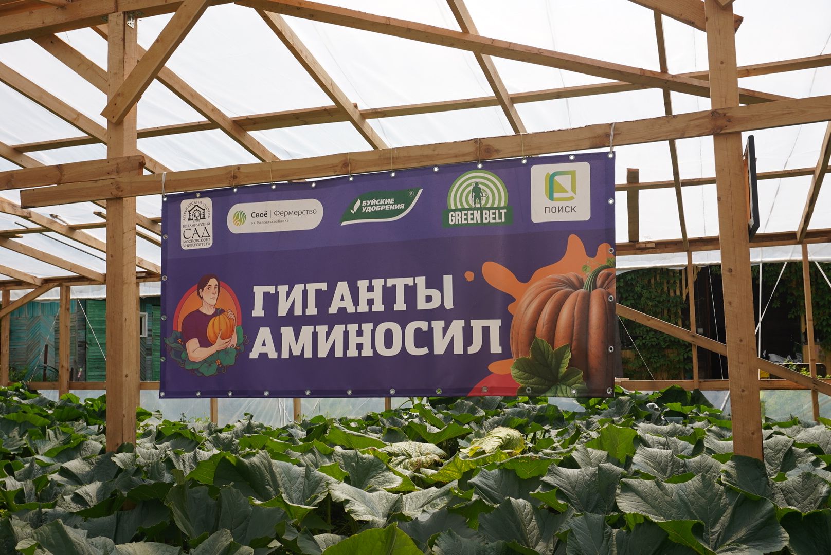 Павловский Посад , Тыква, Рекорд,