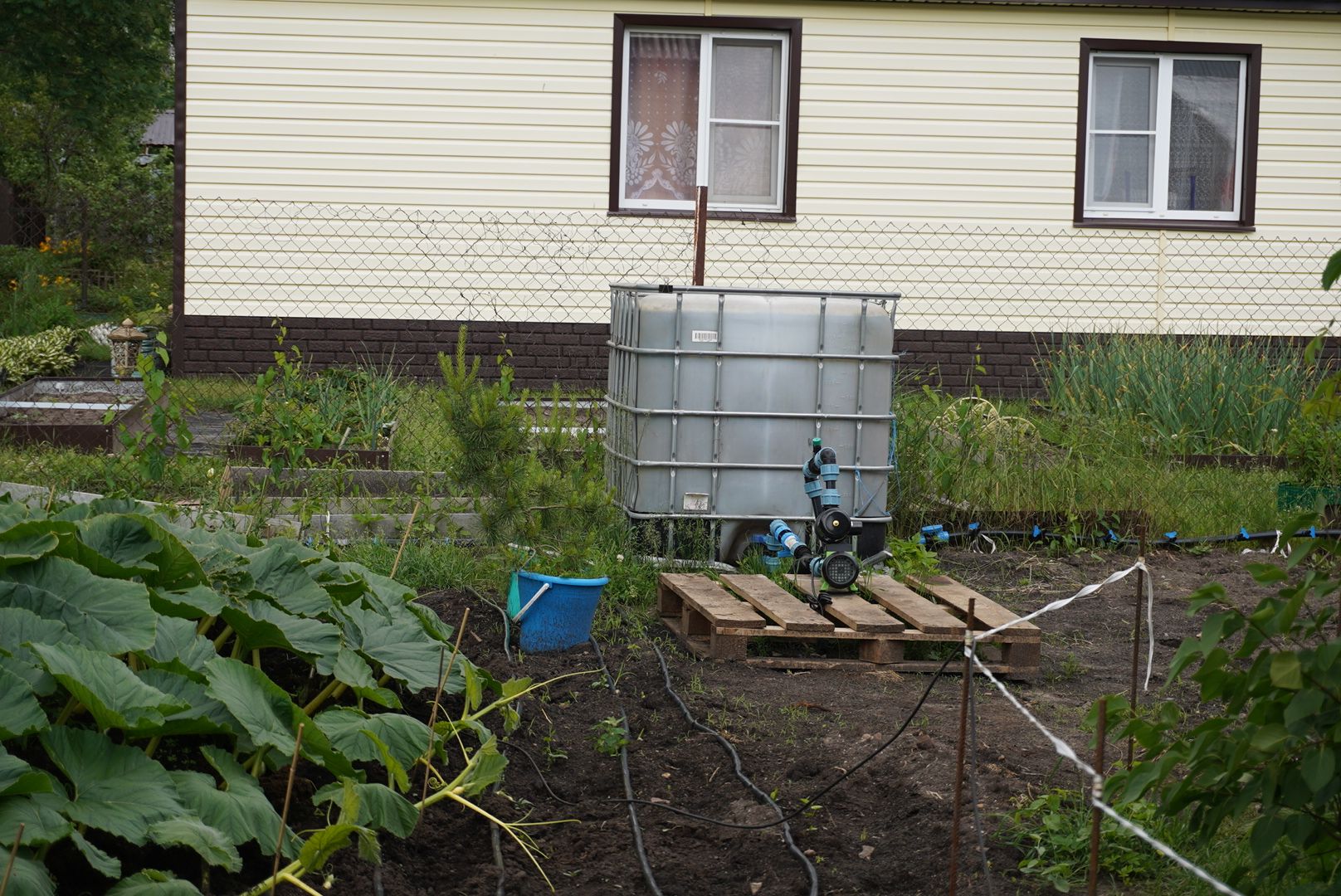 Павловский Посад , Тыква, Рекорд,