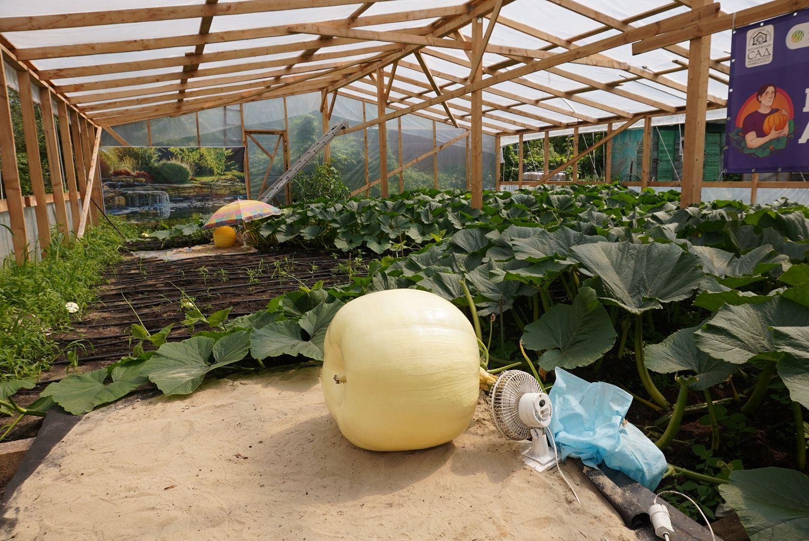 Павловский Посад , Тыква, Рекорд,