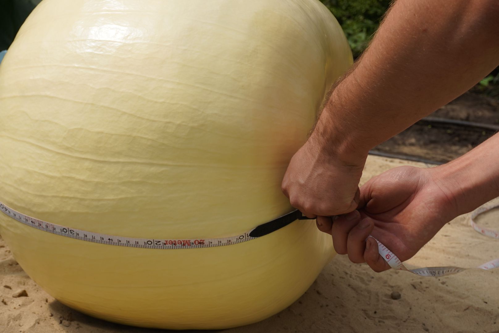 Павловский Посад , Тыква, Рекорд,