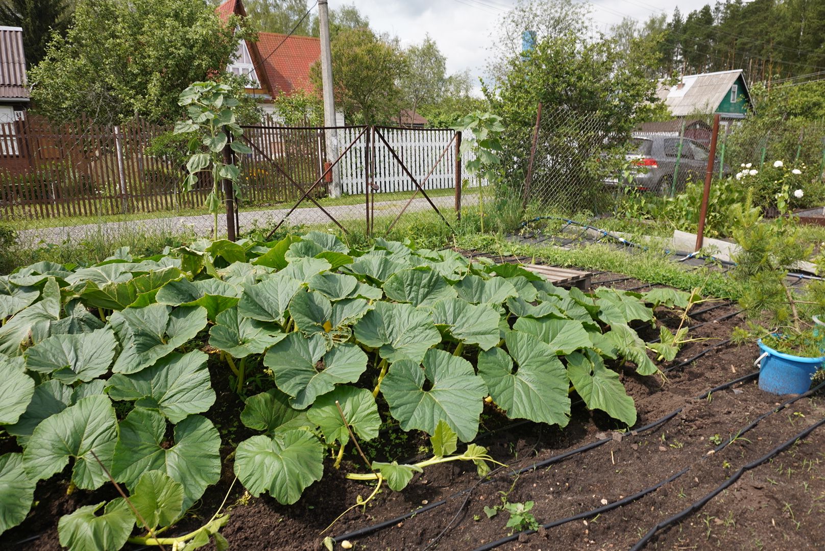 Павловский Посад , Тыква, Рекорд,