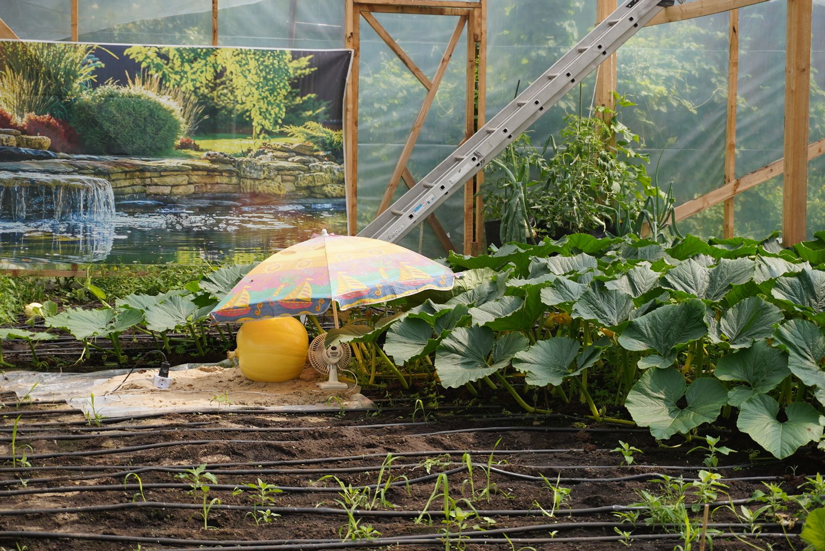 Павловский Посад , Тыква, Рекорд,