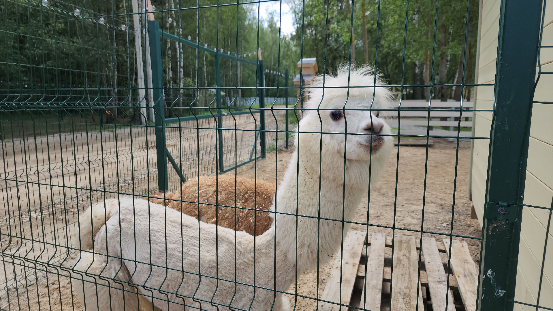 ступино, лето в подмосковье, туризм, экотуризм,