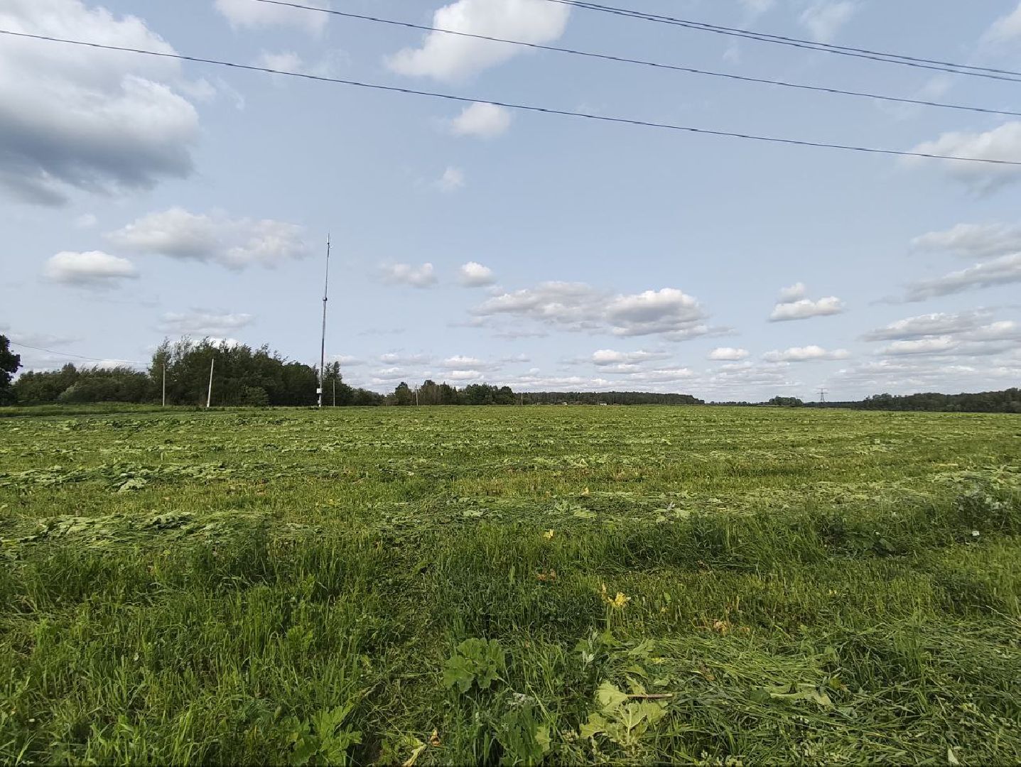 Борщевик, Истра,борьба с борщевиком, Благоустройство , Власти,