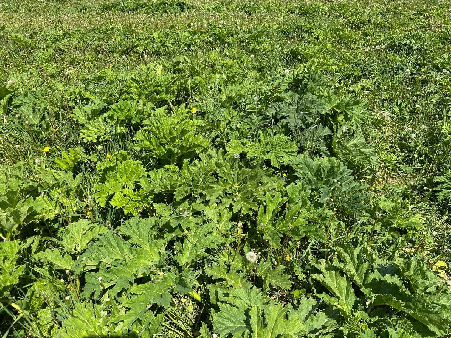 Борщевик, Истра,борьба с борщевиком, Благоустройство , Власти,