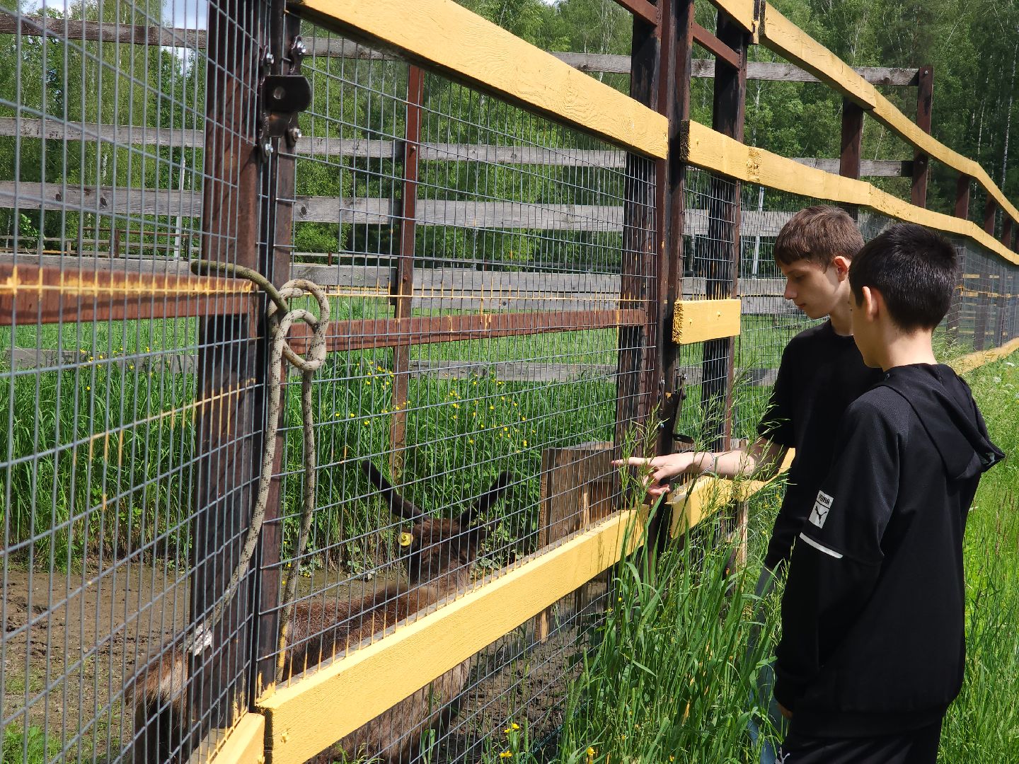 мытищи, лосиный остров,