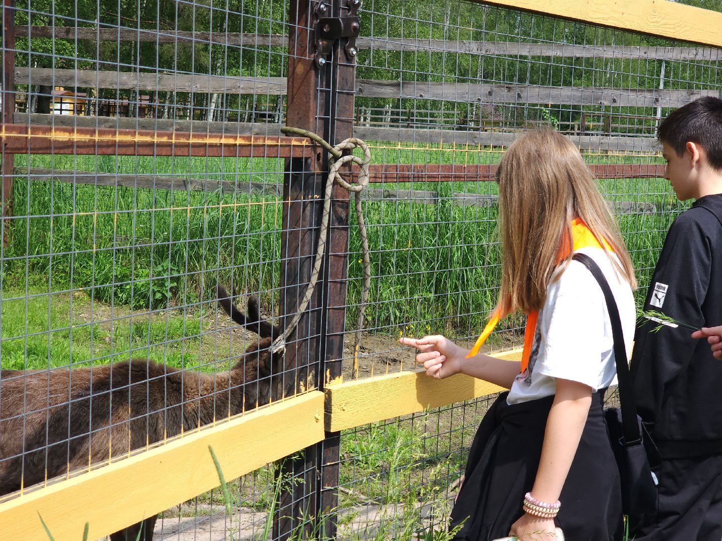 мытищи, лосиный остров,