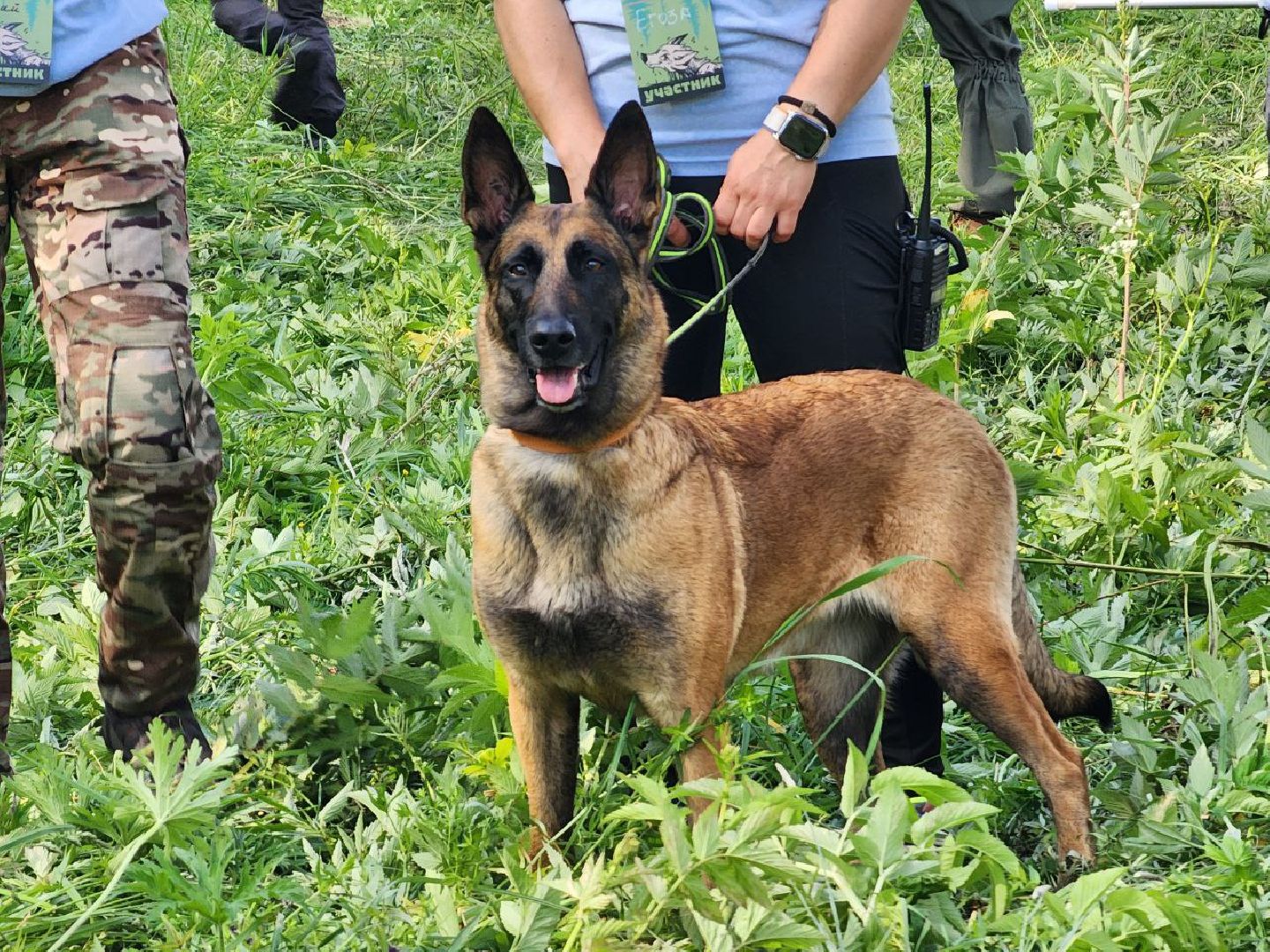 воскресенск, кинологи, соревнования, собаки,