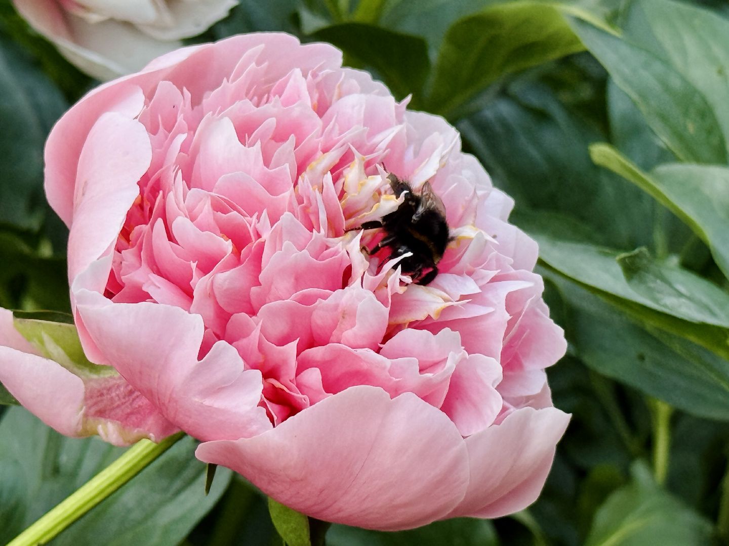 раменское, жуковский, усадьба быково, пионовый фестиваль,пионы, пионовый рай любови аристарховой,