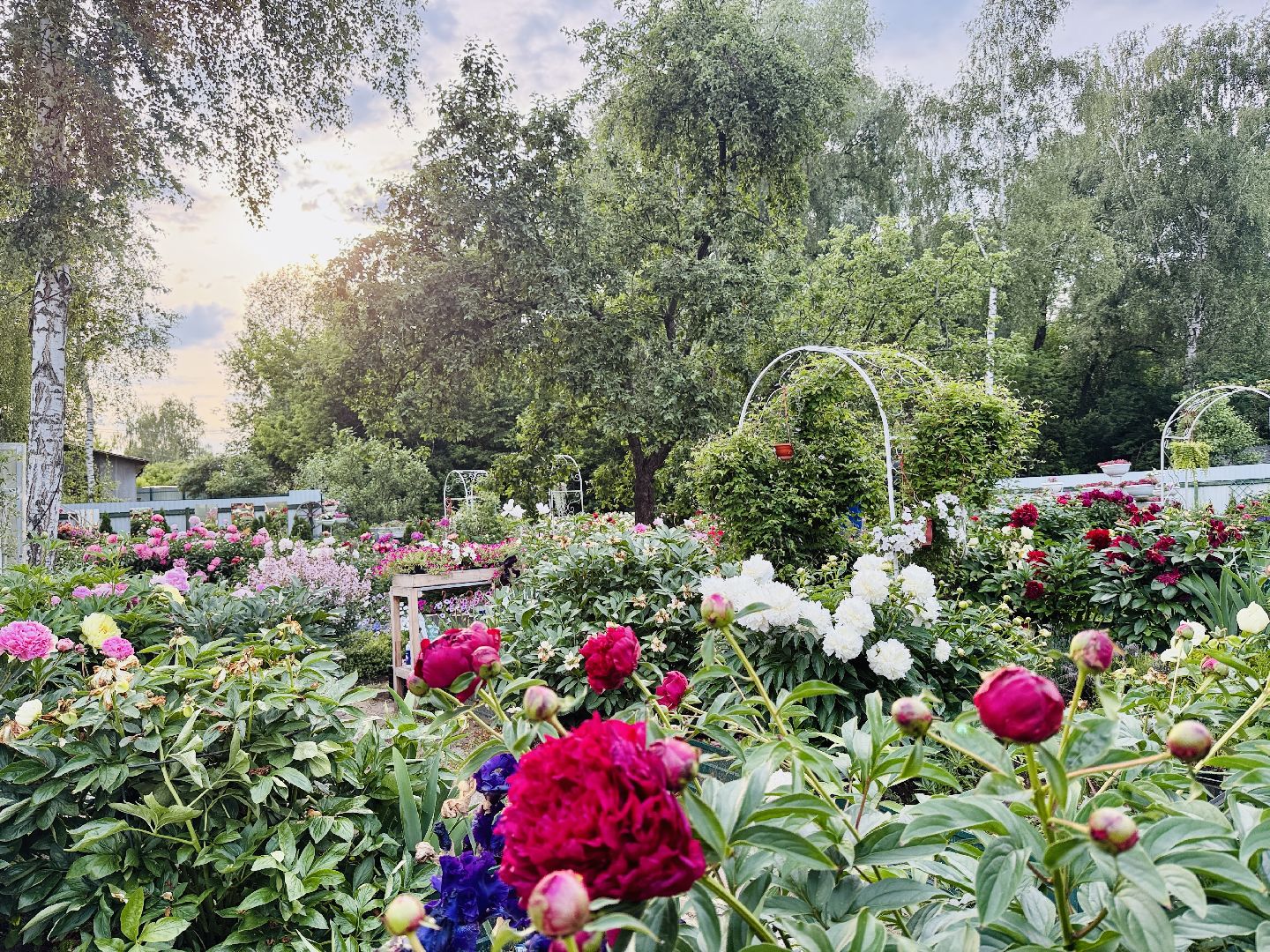 раменское, жуковский, усадьба быково, пионовый фестиваль,пионы, пионовый рай любови аристарховой,