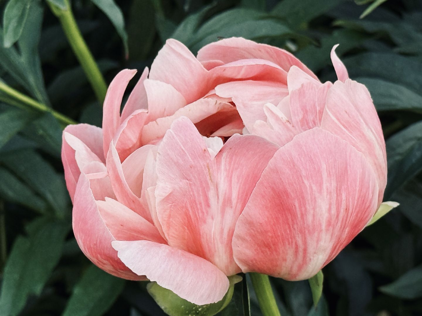 раменское, жуковский, усадьба быково, пионовый фестиваль,пионы, пионовый рай любови аристарховой,