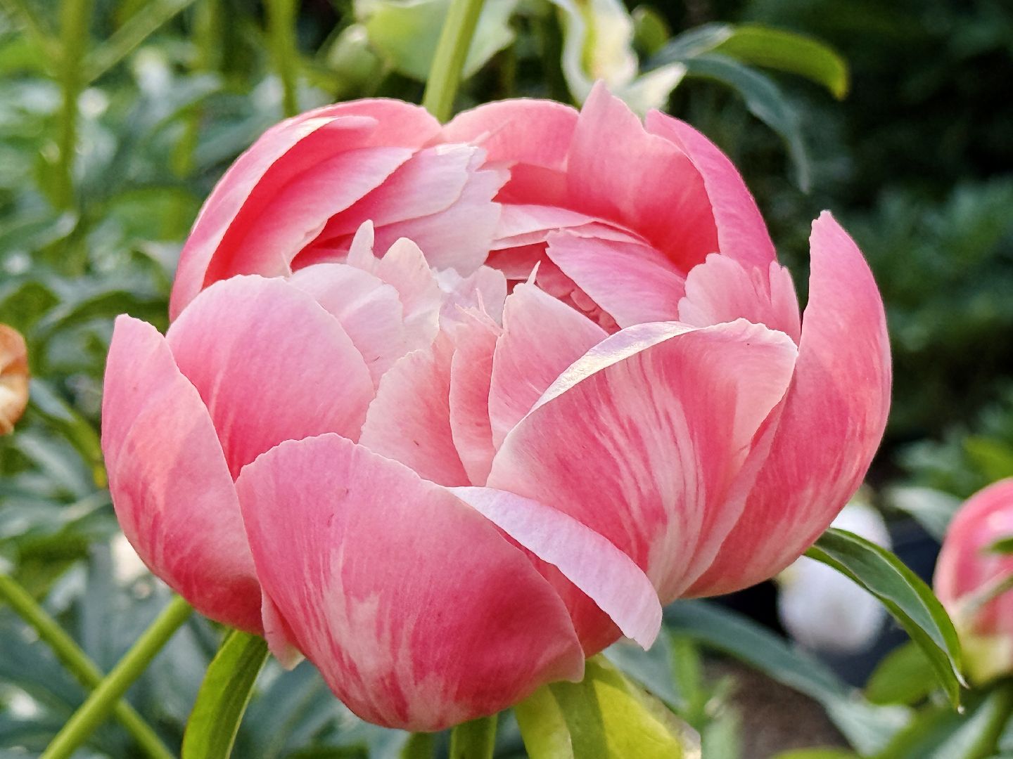 раменское, жуковский, усадьба быково, пионовый фестиваль,пионы, пионовый рай любови аристарховой,