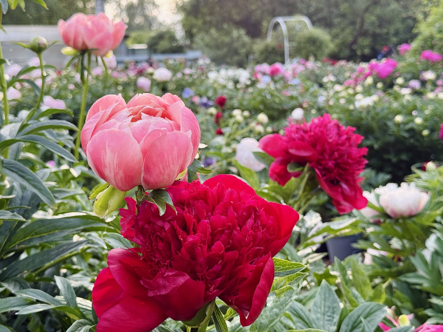 раменское, жуковский, усадьба быково, пионовый фестиваль,пионы, пионовый рай любови аристарховой,