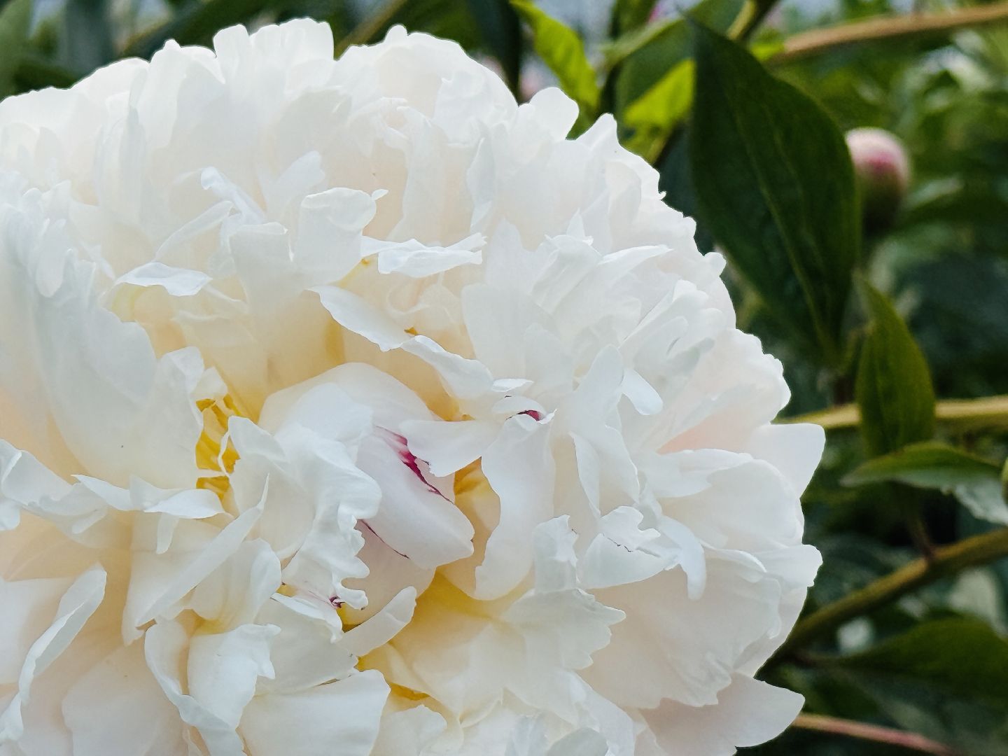 раменское, жуковский, усадьба быково, пионовый фестиваль,пионы, пионовый рай любови аристарховой,