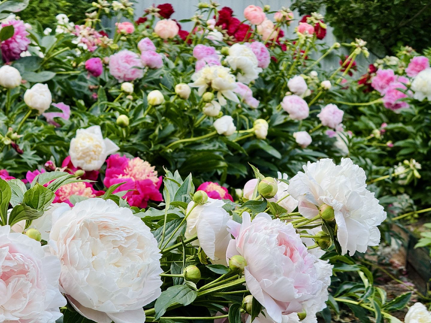 раменское, жуковский, усадьба быково, пионовый фестиваль,пионы, пионовый рай любови аристарховой,