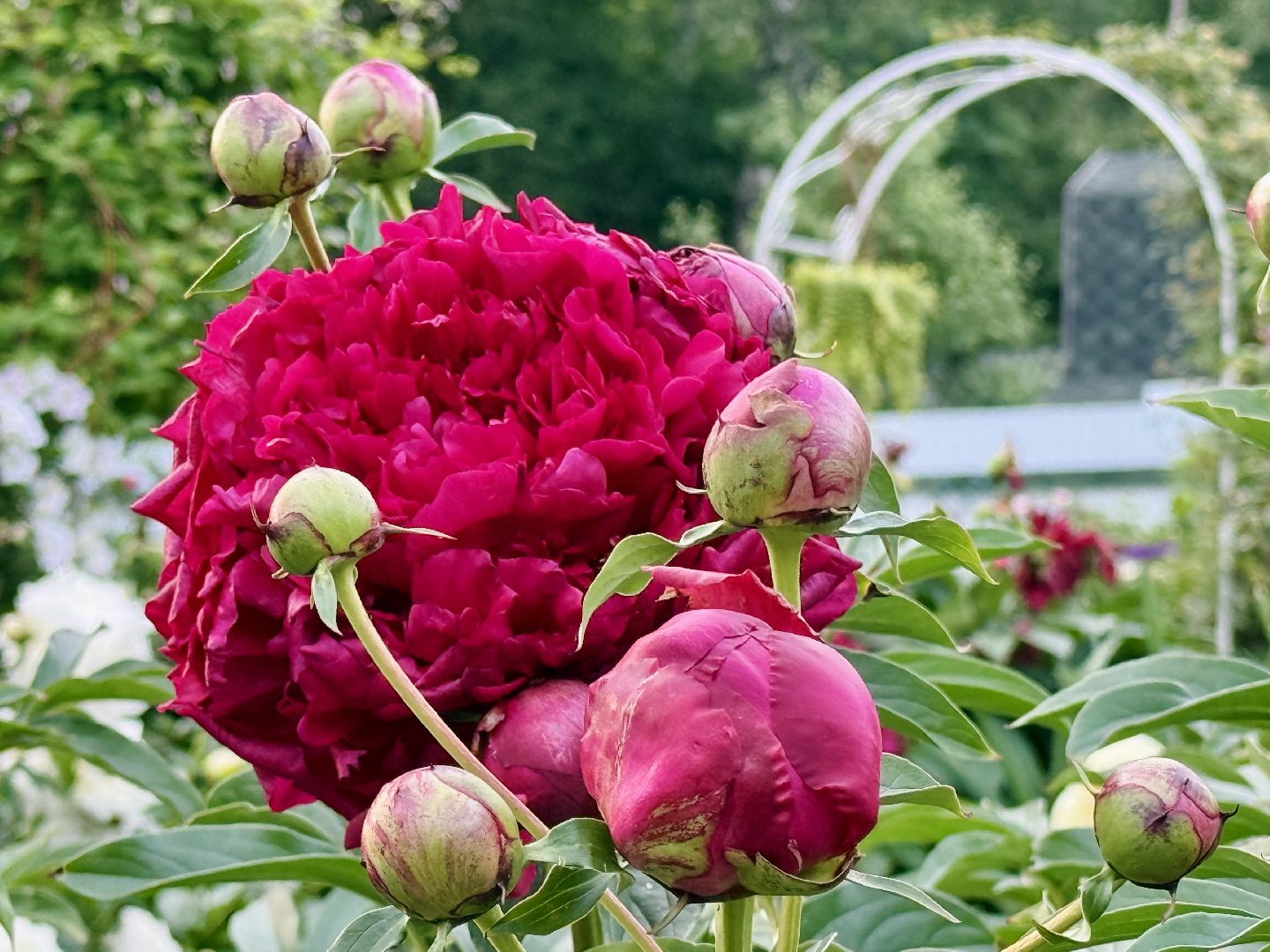 раменское, жуковский, усадьба быково, пионовый фестиваль,пионы, пионовый рай любови аристарховой,