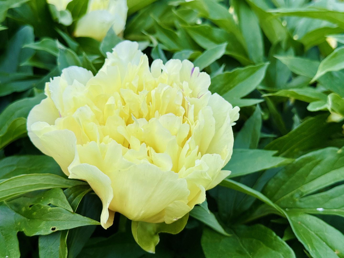 раменское, жуковский, усадьба быково, пионовый фестиваль,пионы, пионовый рай любови аристарховой,