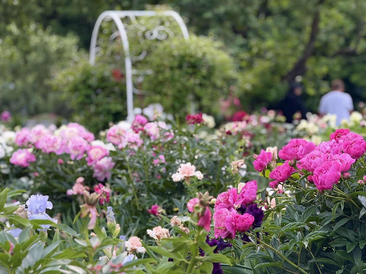 раменское, жуковский, усадьба быково, пионовый фестиваль,пионы, пионовый рай любови аристарховой,