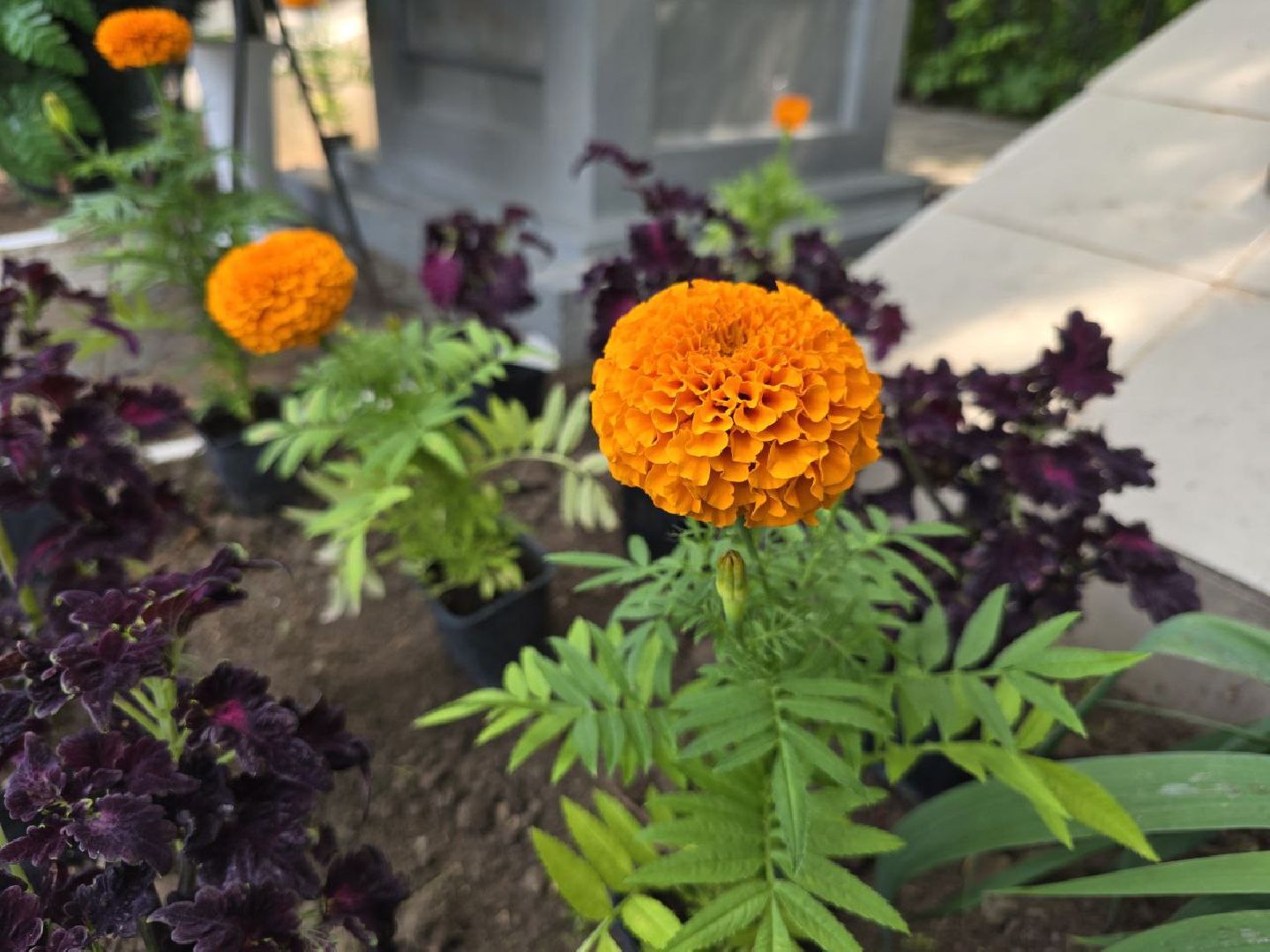 можайск, можайский муниципальный округ, подмосковье, благоустройство, однолетние цветы, посадка,