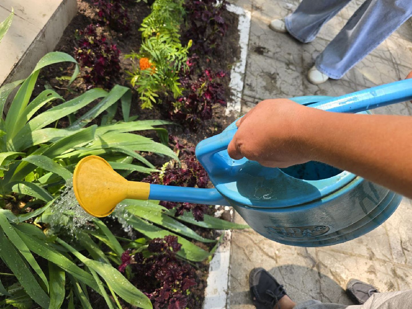 можайск, можайский муниципальный округ, подмосковье, благоустройство, однолетние цветы, посадка,