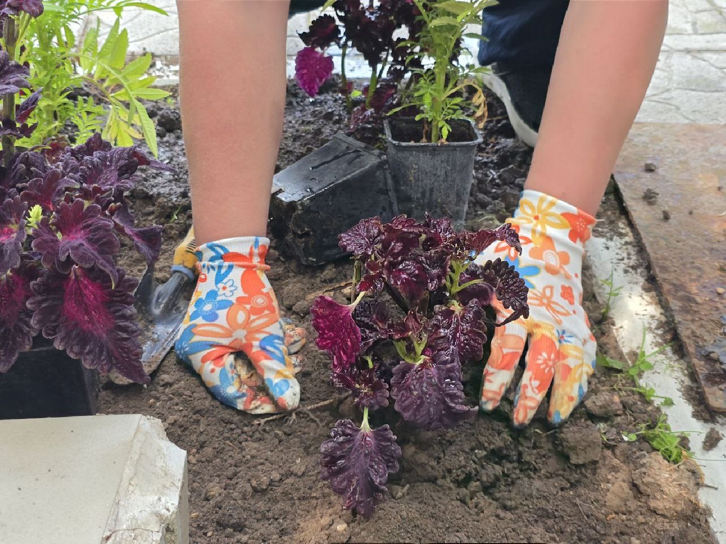 можайск, можайский муниципальный округ, подмосковье, благоустройство, однолетние цветы, посадка,