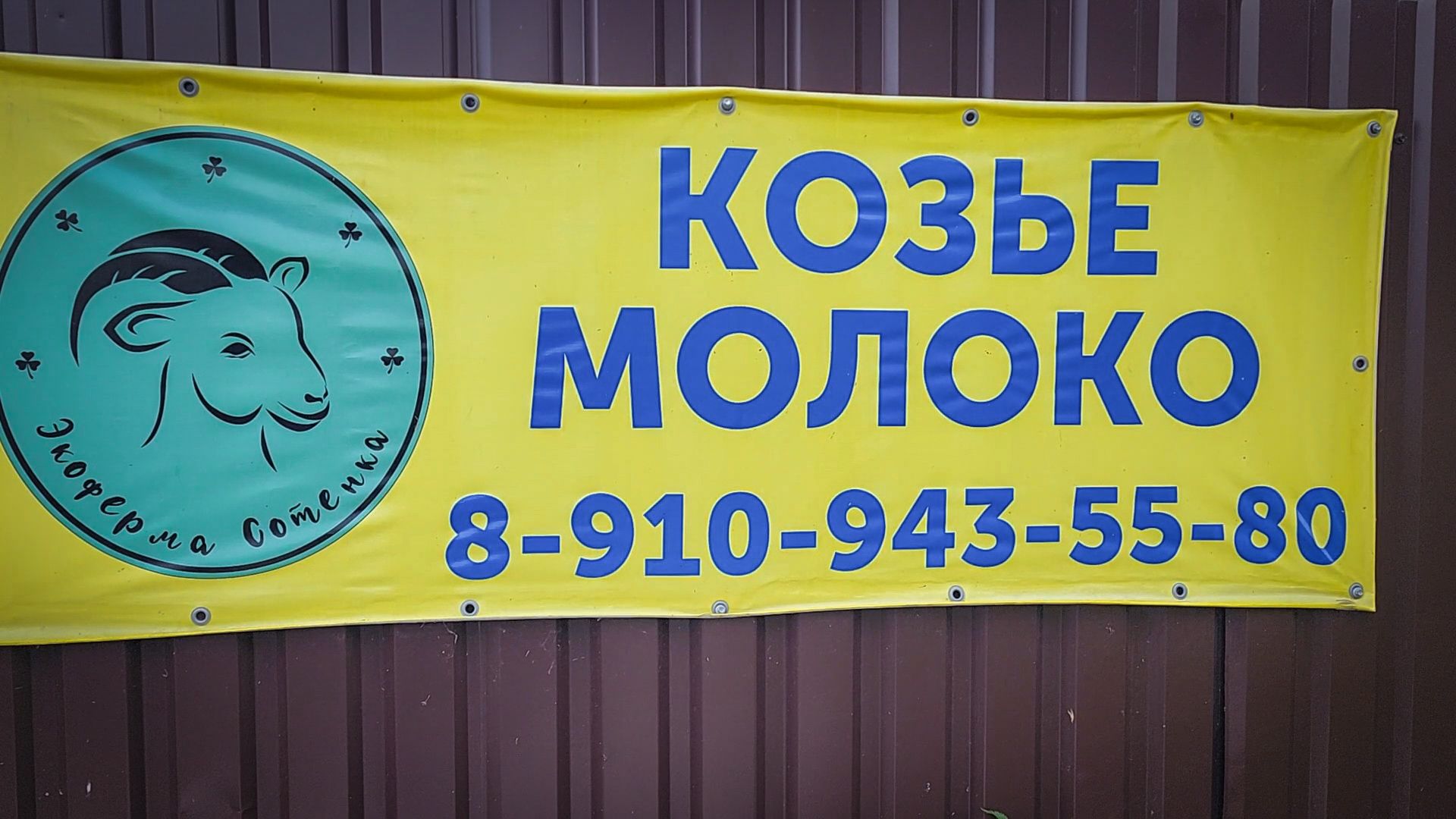 сыры из козьего молока, сыры ручной работы , экоферма Сотенка , раменский округ,