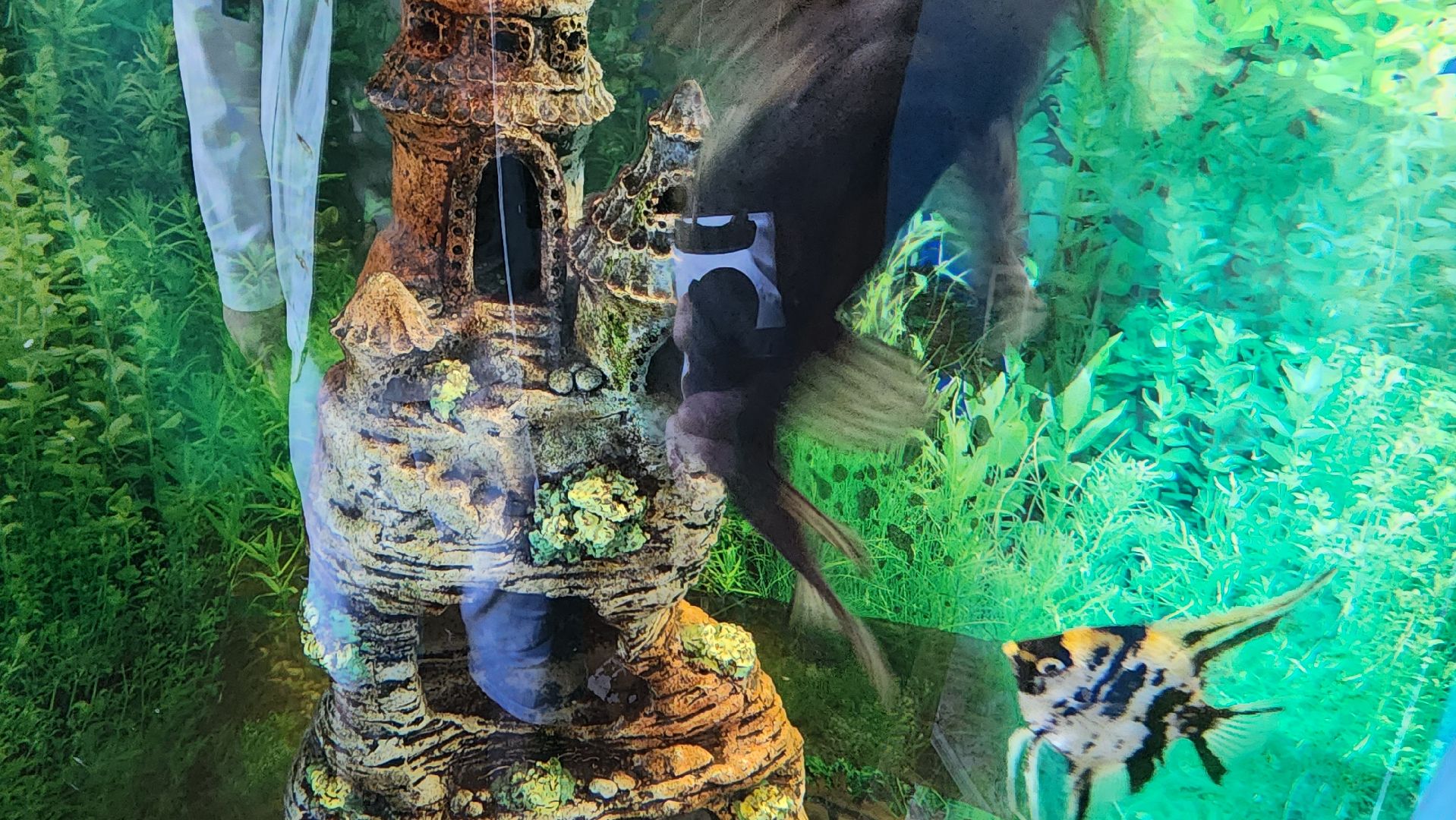 кашира, детский экологический центр, работа, школьники, животные, живой уголок, трудовые бригады,