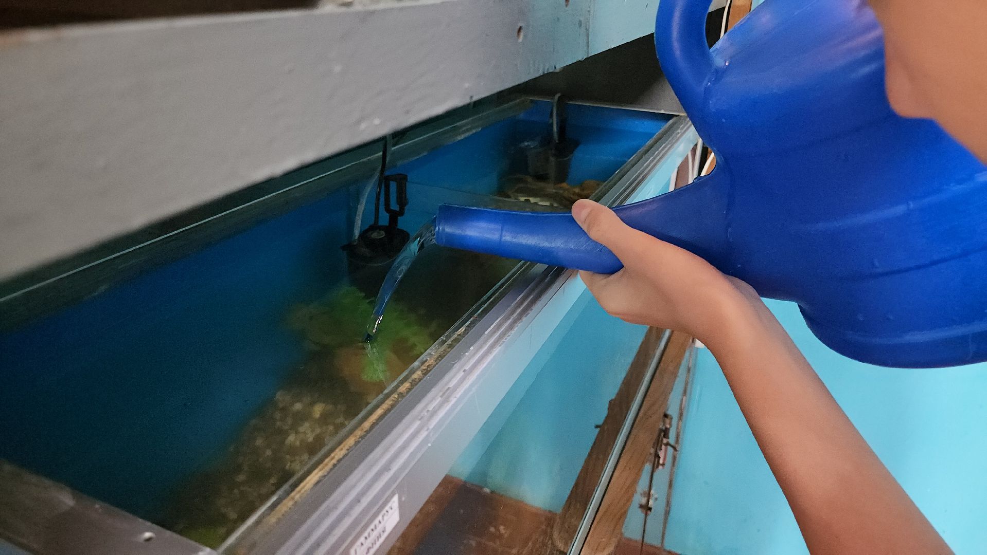 кашира, детский экологический центр, работа, школьники, животные, живой уголок, трудовые бригады,