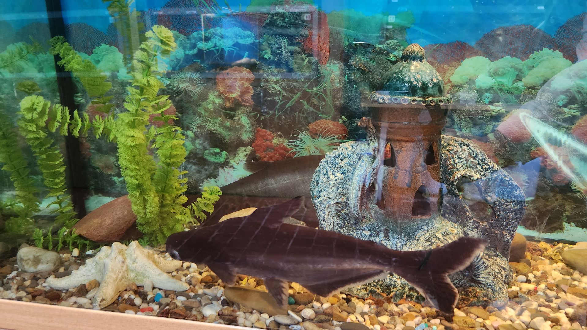 кашира, детский экологический центр, работа, школьники, животные, живой уголок, трудовые бригады,