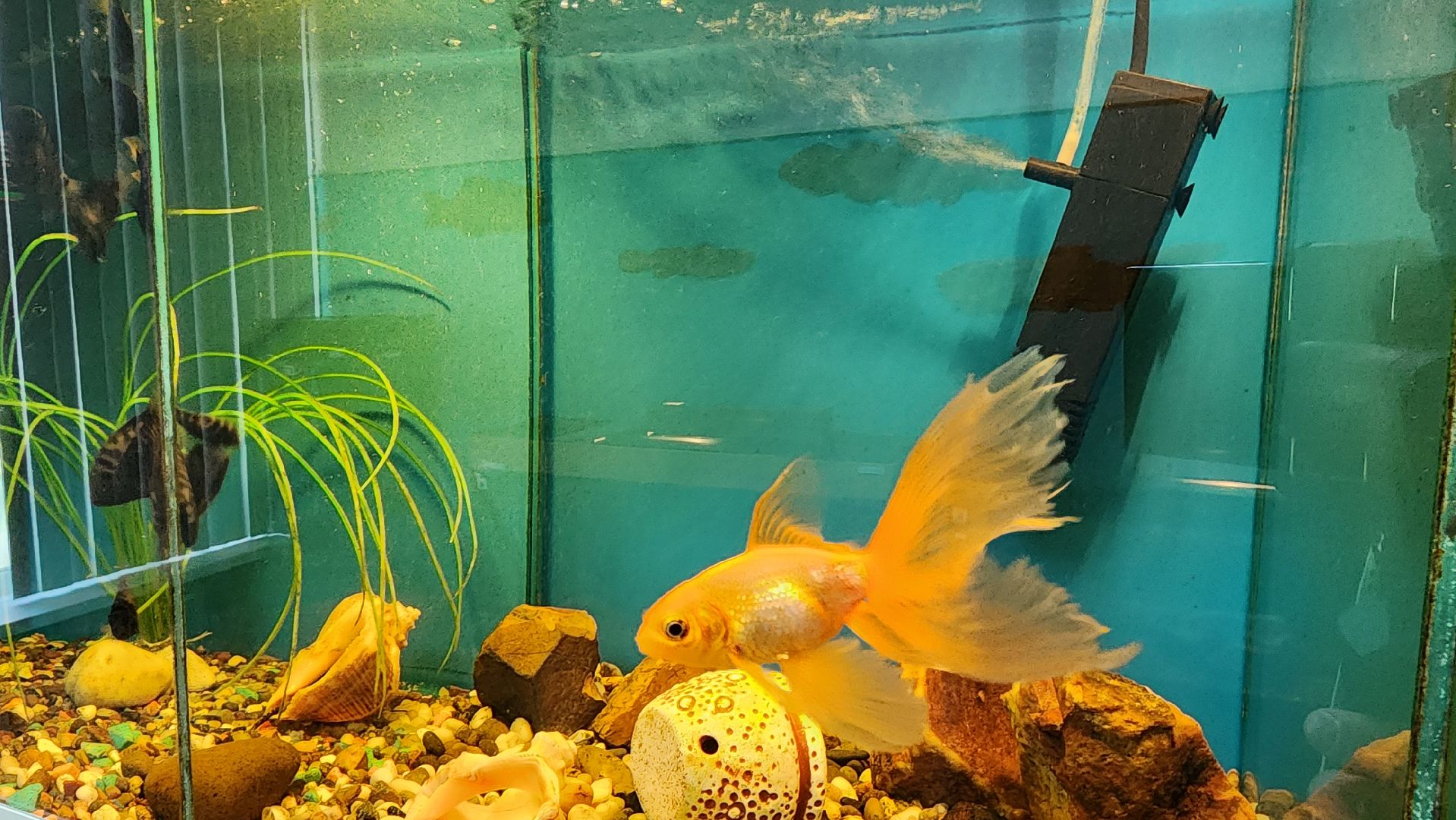 кашира, детский экологический центр, работа, школьники, животные, живой уголок, трудовые бригады,